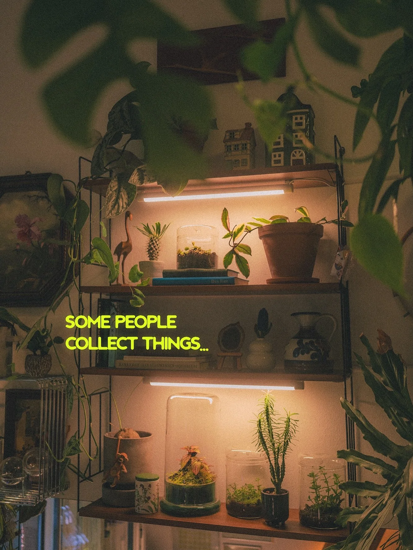 Okay&hellip; maybe we collect things too 😁

#plantlover #houseplants #plantcollection #urbanjungle #livingwithplants