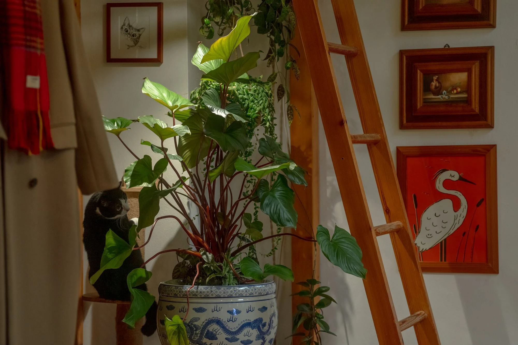 A black and white cat sitting on a wooden stool behind a large green potted plant with broad leaves. The plant is in a decorative blue and white ceramic pot. In the background, there are framed pictures on the wall, including a drawing of a cat and a