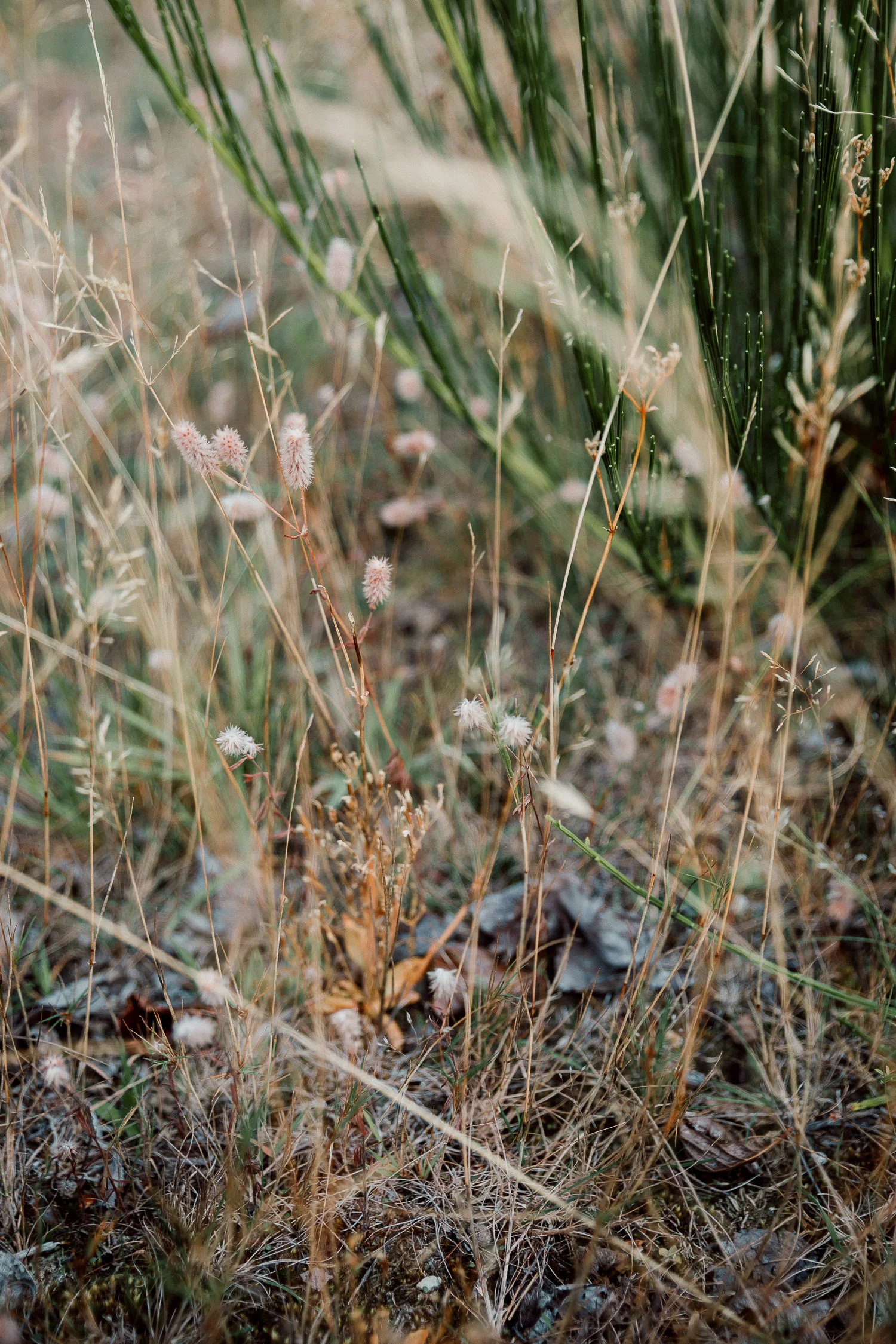Tiare_Nicole_Elopement_Lake_wanaka_alta_tarns-2.jpg