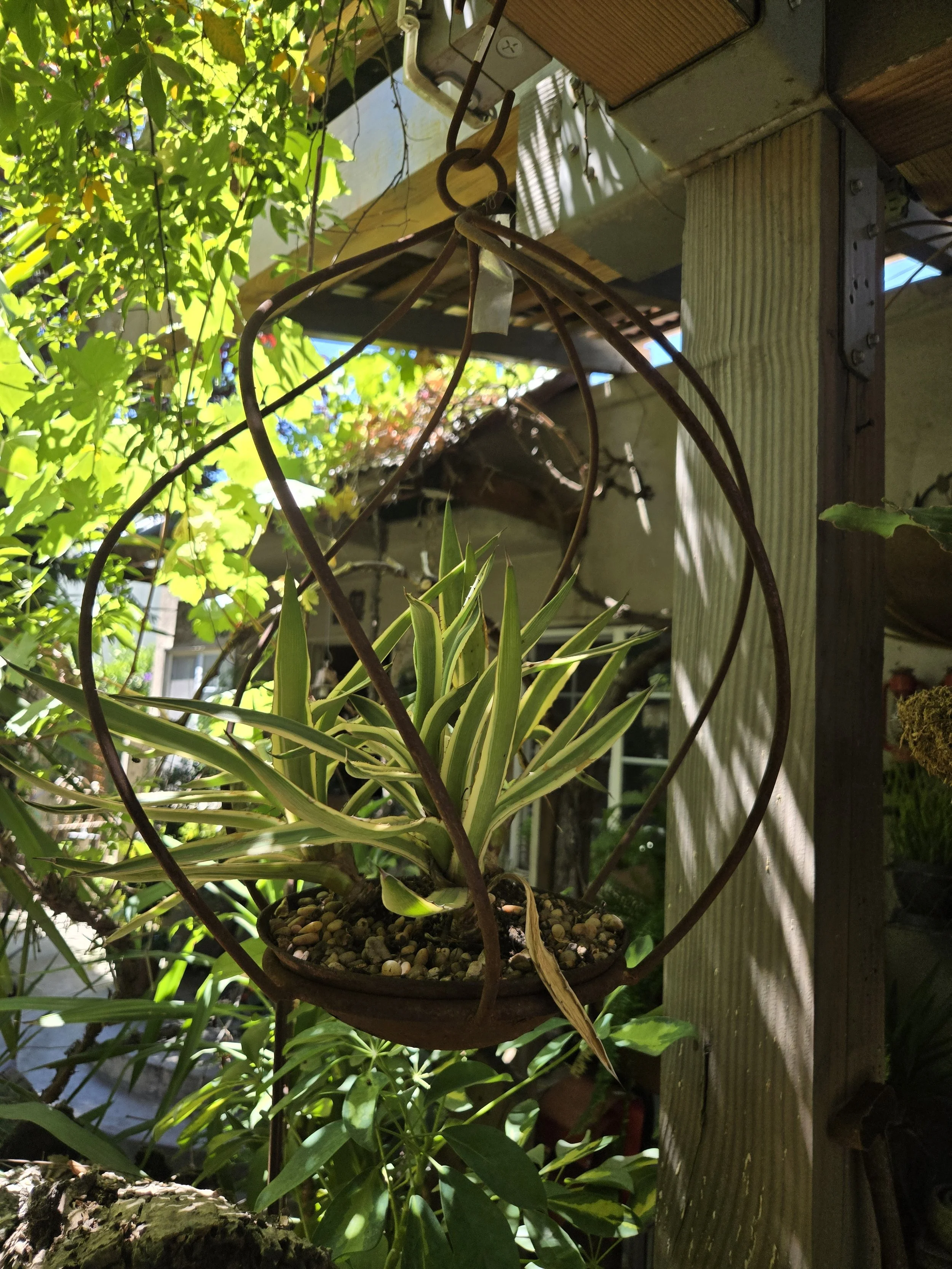 Variegated Spider Plant in Hanging Metal Sphere Basket