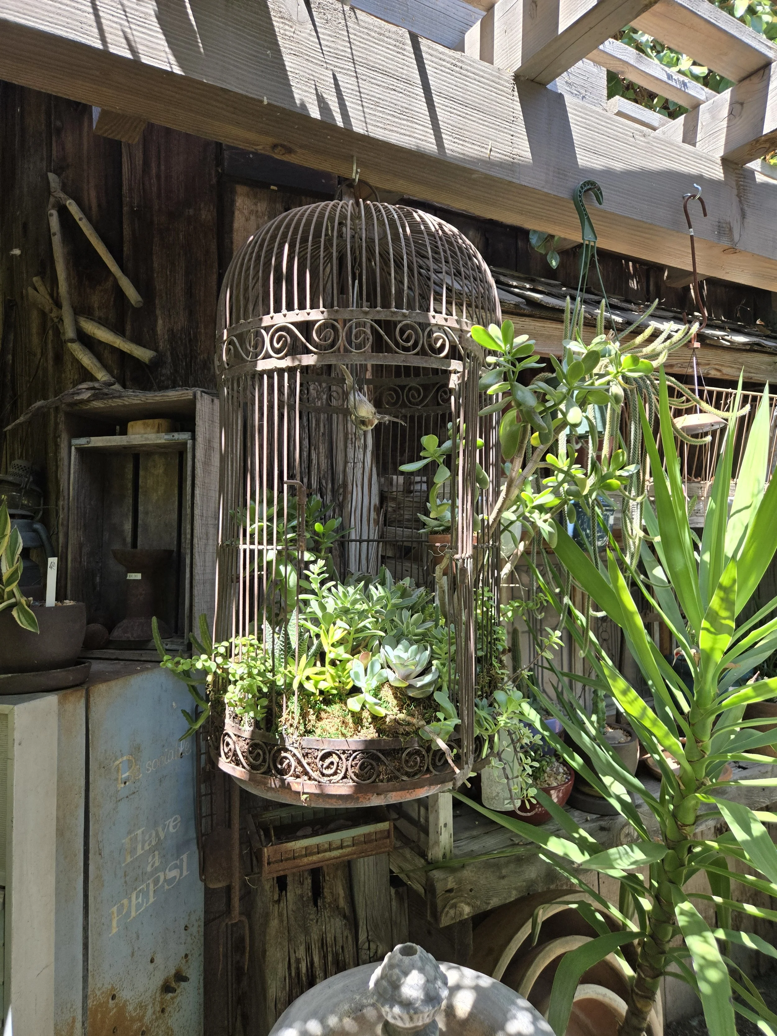 Vintage Iron Birdcage Succulent Arrangement
