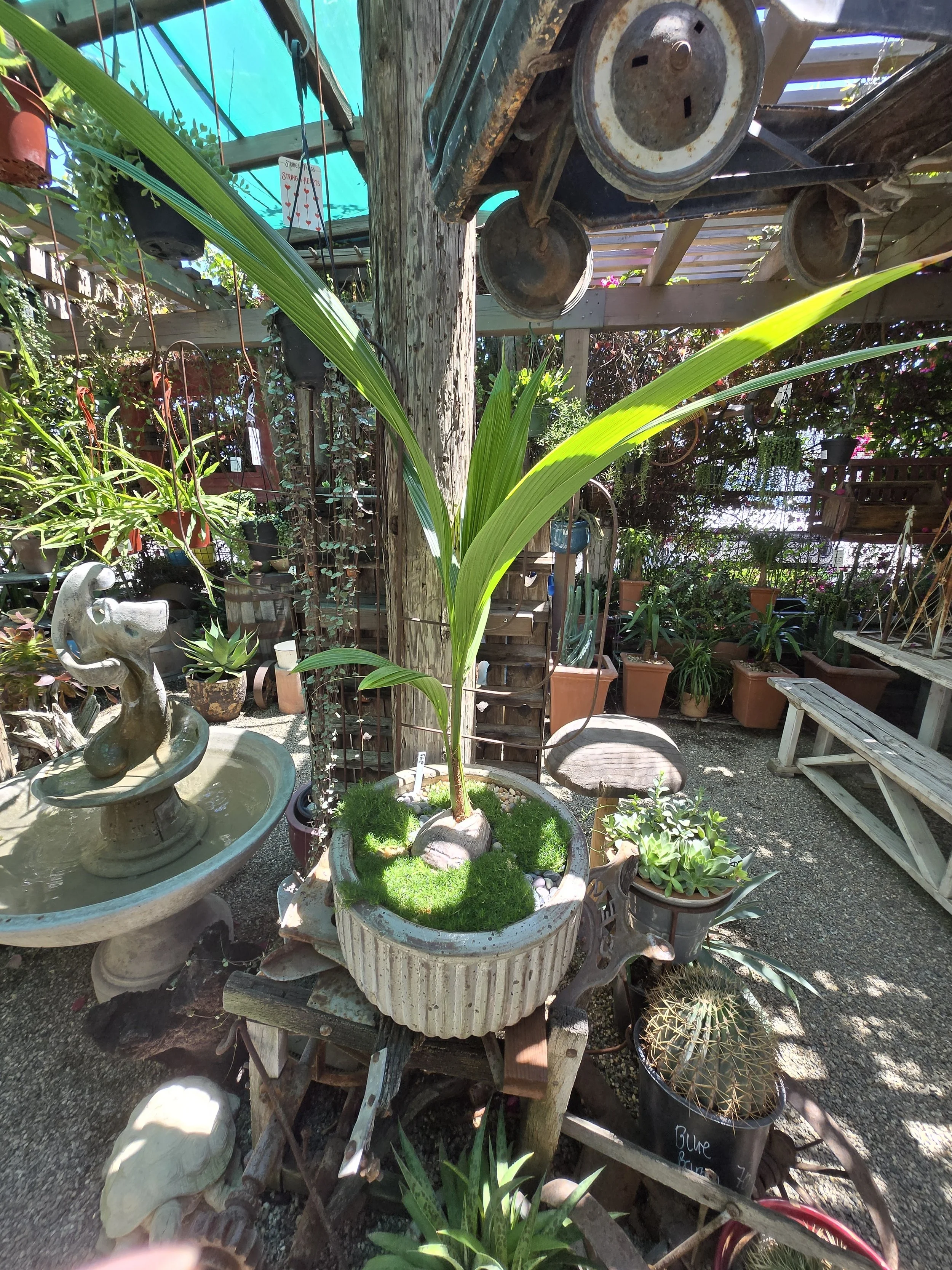Sprouted Coconut Palm (Cocos nucifera)