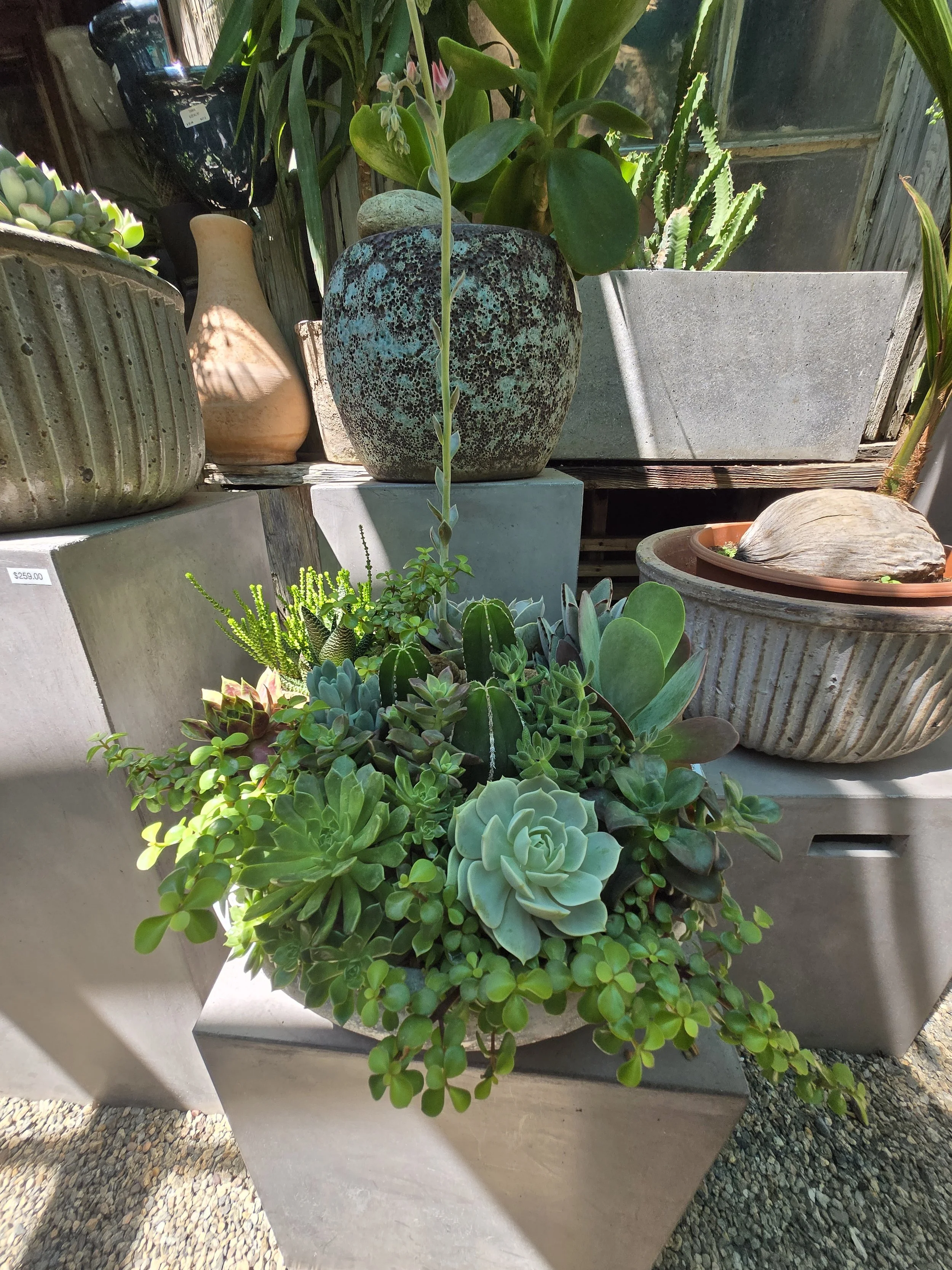 Artisan Succulent Garden Bowl