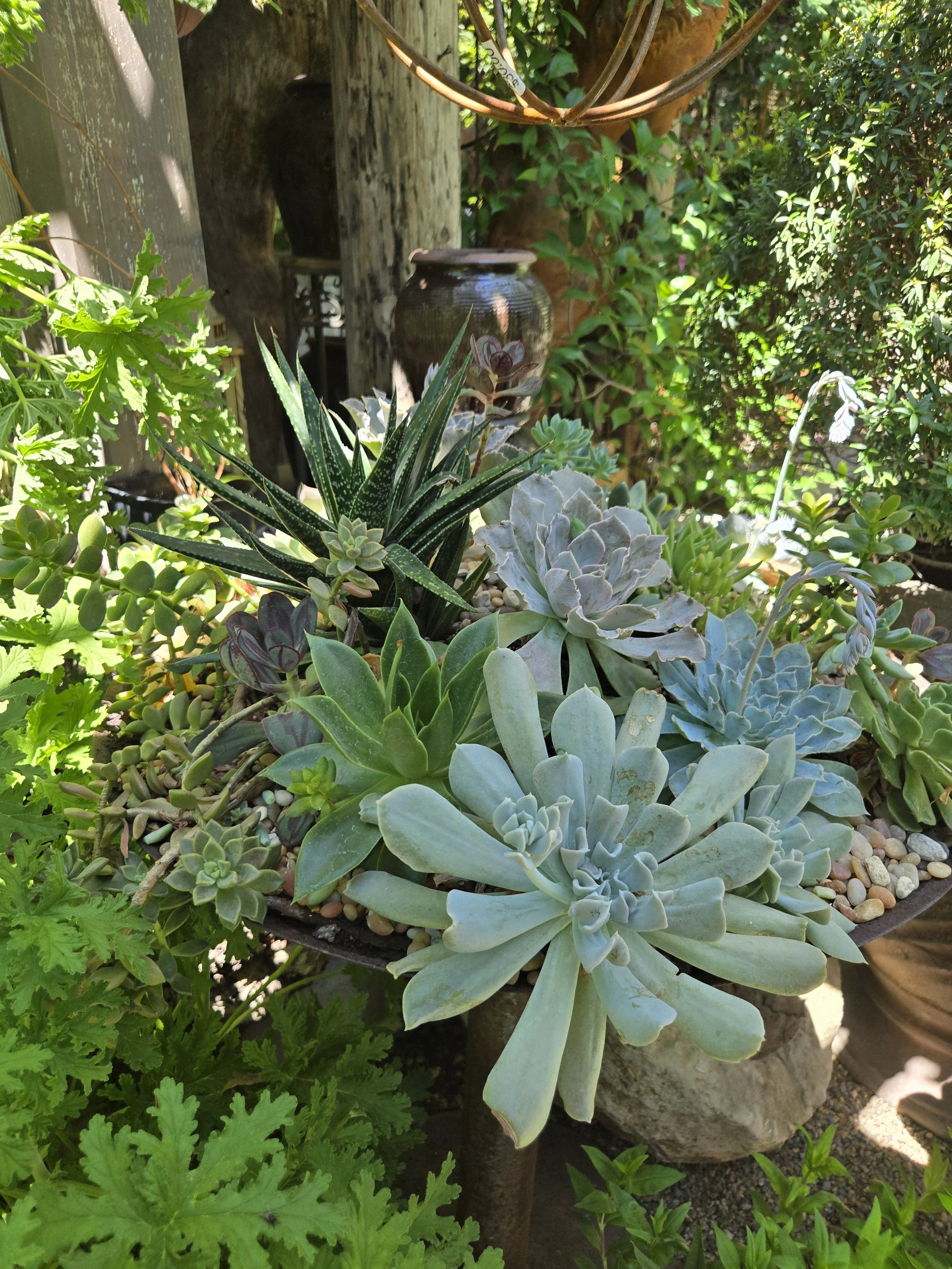 Rustic Succulent Standing Bowl Arrangement