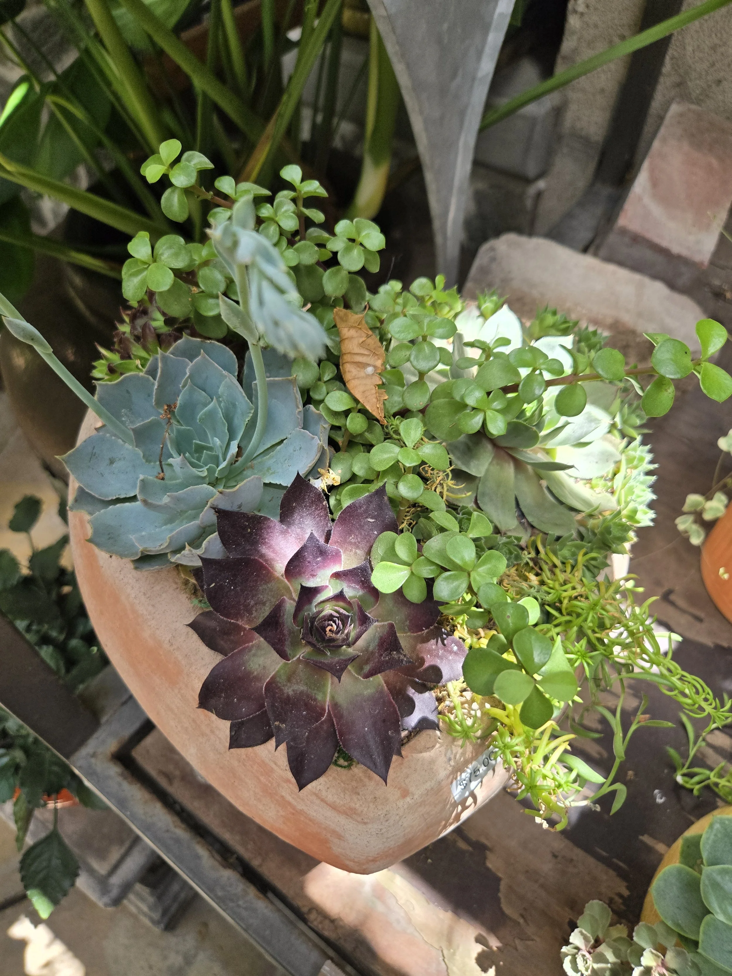 Desert Blooms Terracotta Succulent Garden