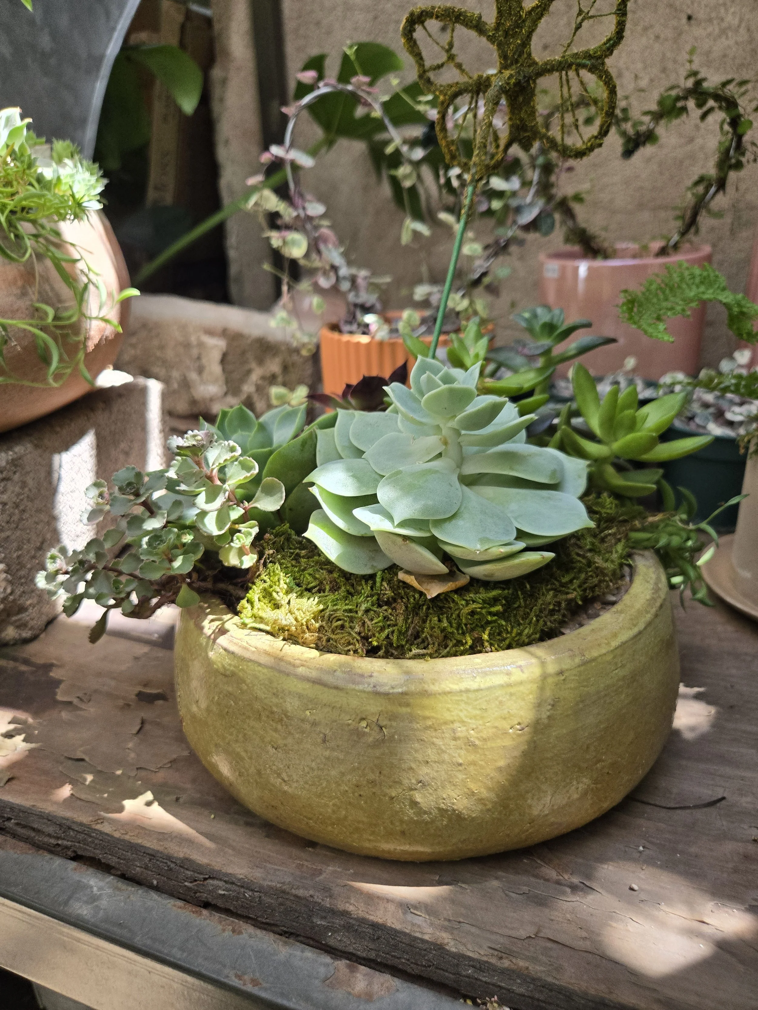 Handcrafted Echeveria & Succulent Arrangement