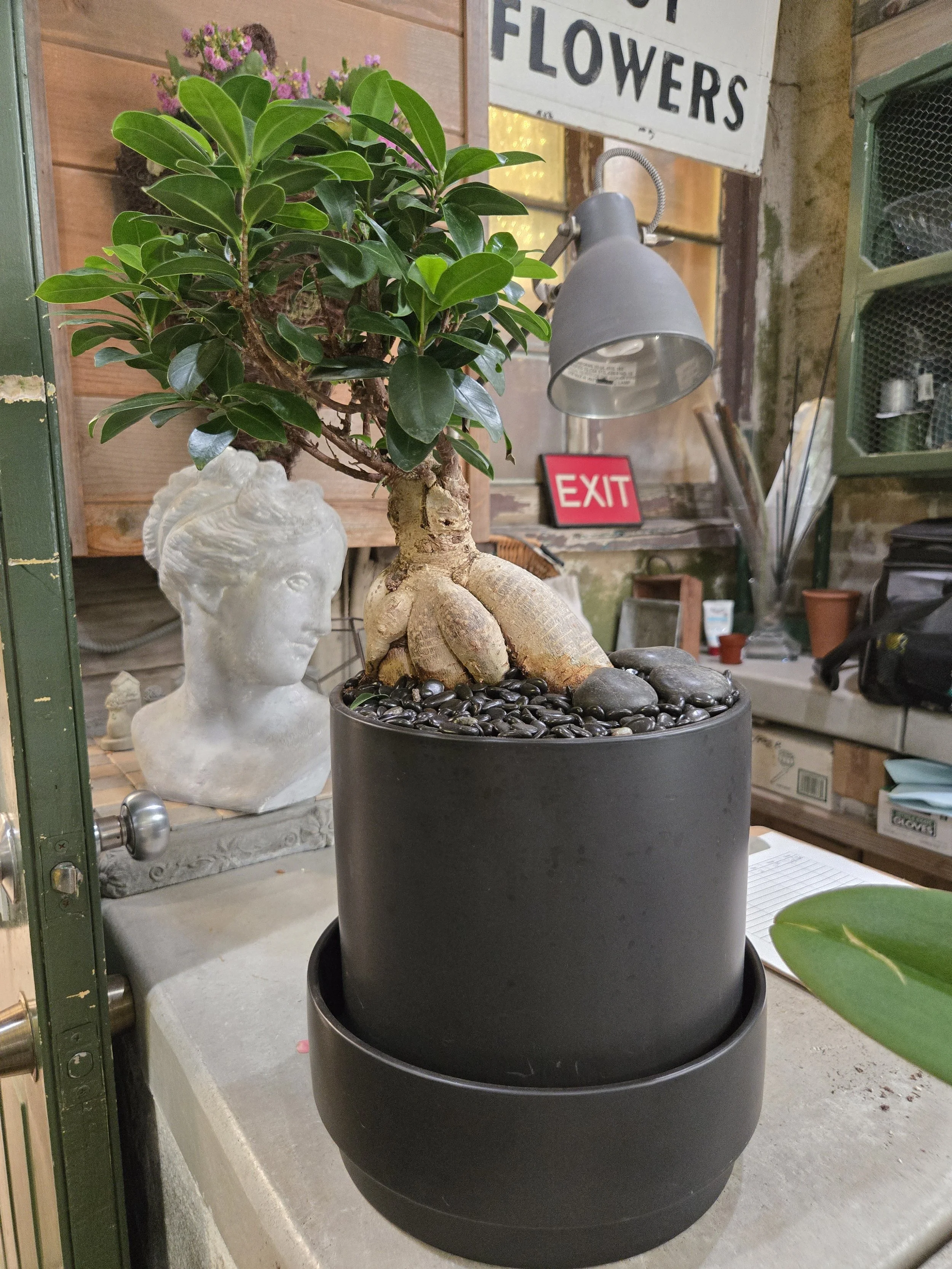 Ficus Ginseng Bonsai in Black Ceramic Planter