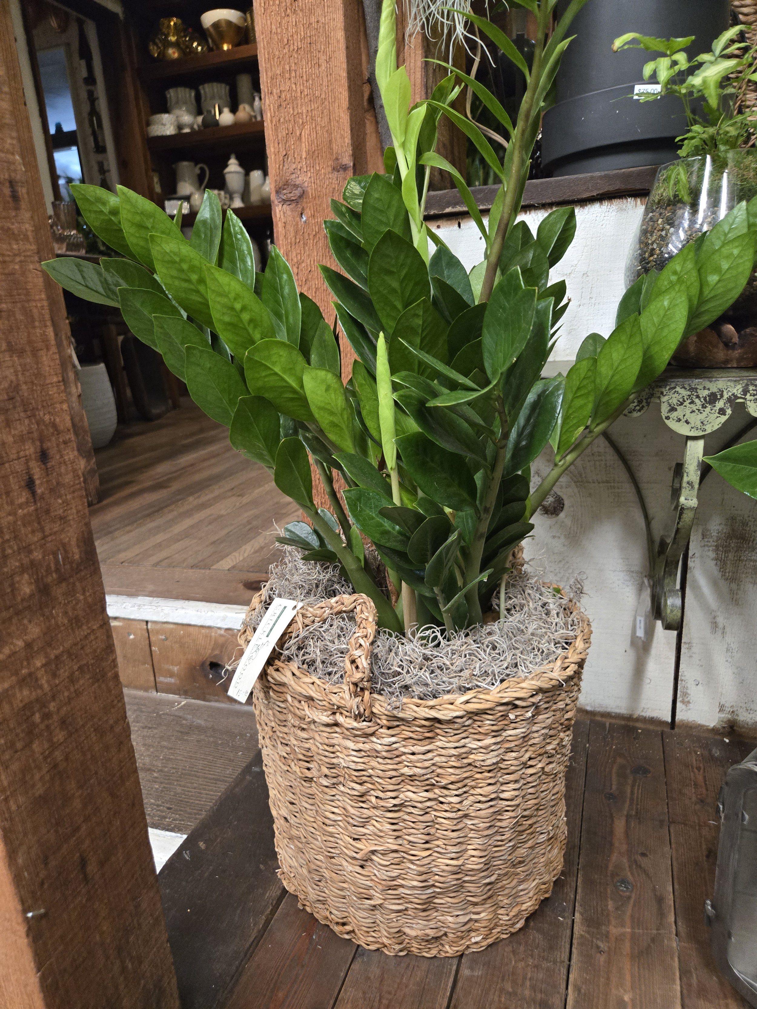 Zamioculcas Zamiifolia (ZZ Plant) - Woven Basket