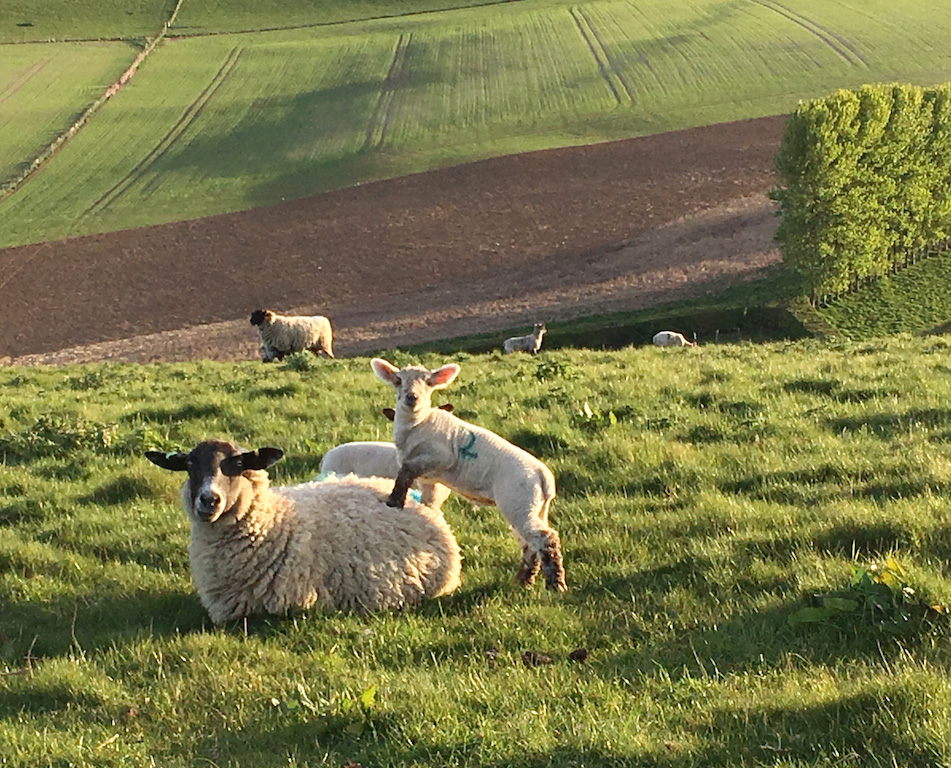 Sheep-and-lambs-on-hill-ed2.jpg