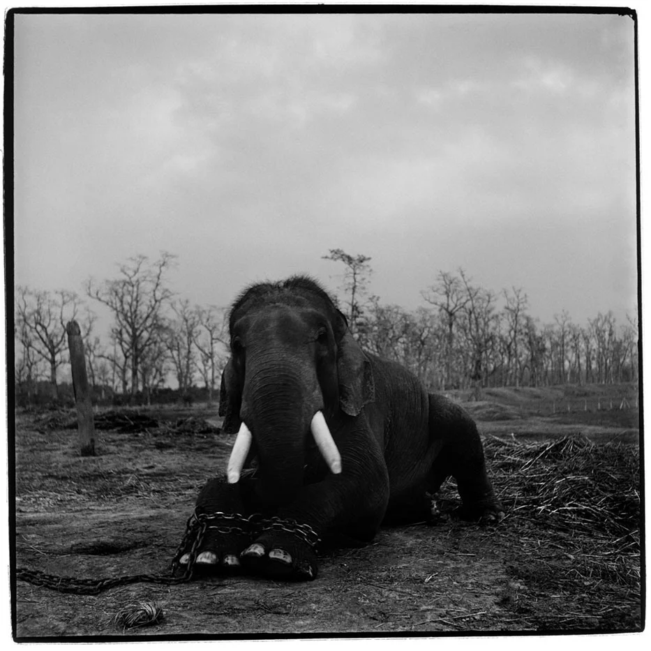 Trading-to-Extinction-051-b0312.jpg