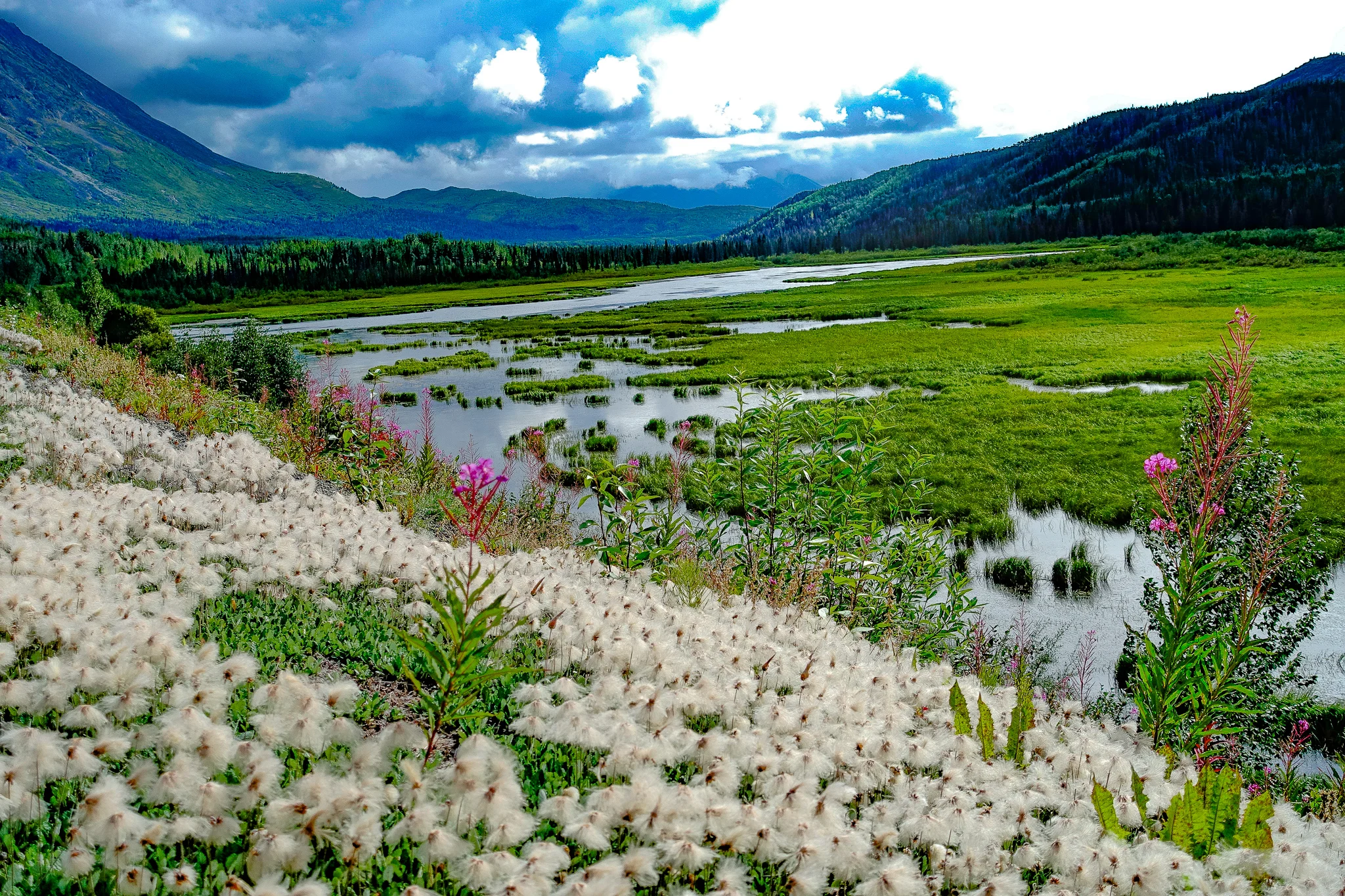 Cottongrass.