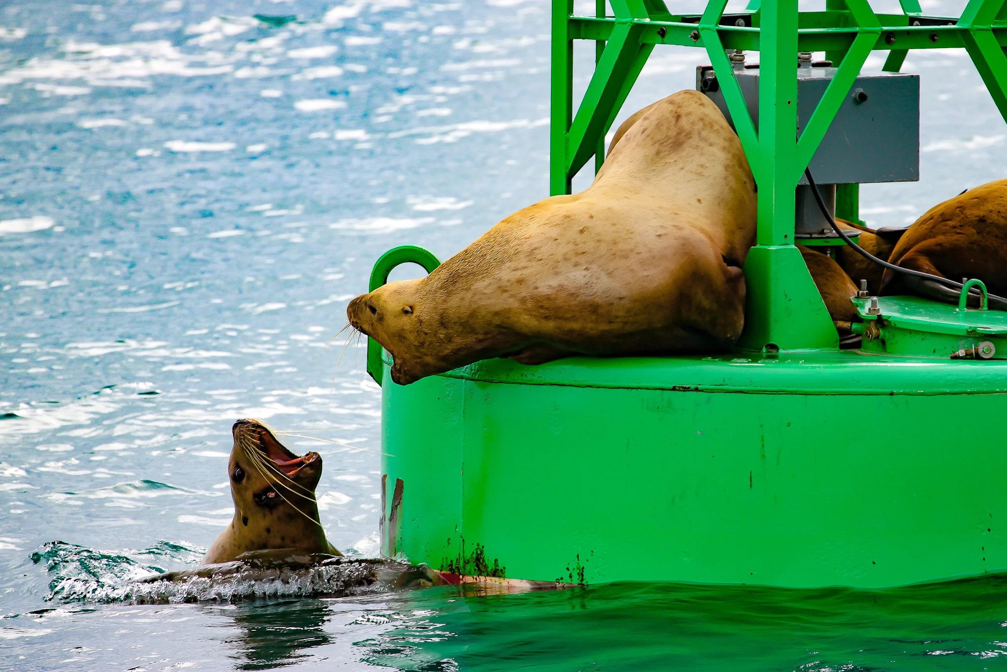 The beloved buoy.