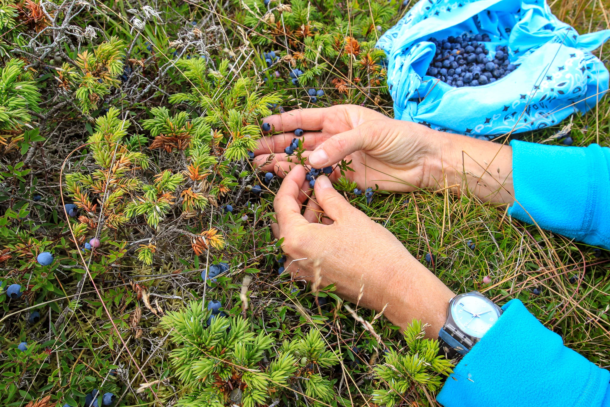 FORAGING FOR BLUEBERRIES, GUNN HILL, TRINITY.