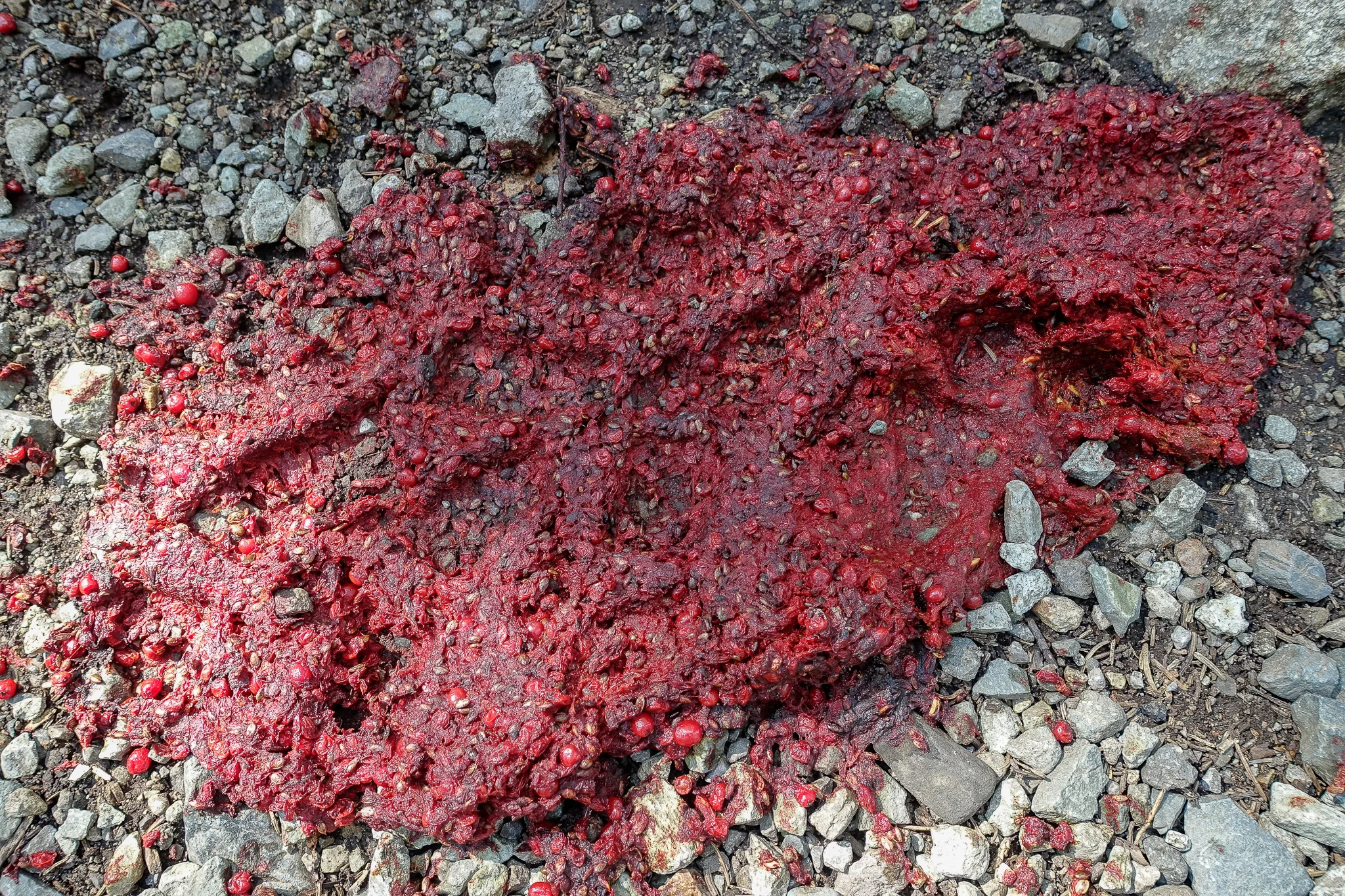 Bear crap !