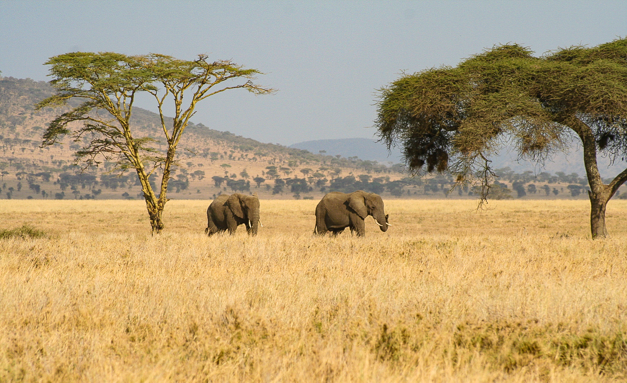 A CLASSIC VIEW OF THE AFRICAN SAVANNAH.