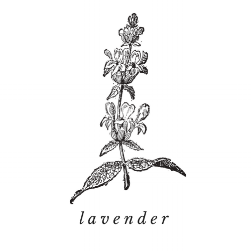 Lavender Essential Oil