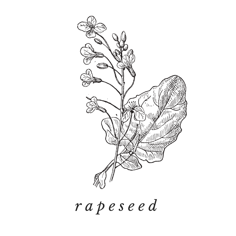 Rapeseed Oil