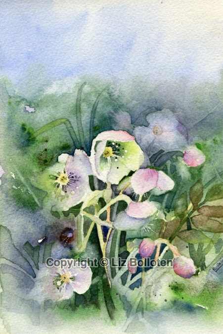 'Hellebores'  Art Card by Liz