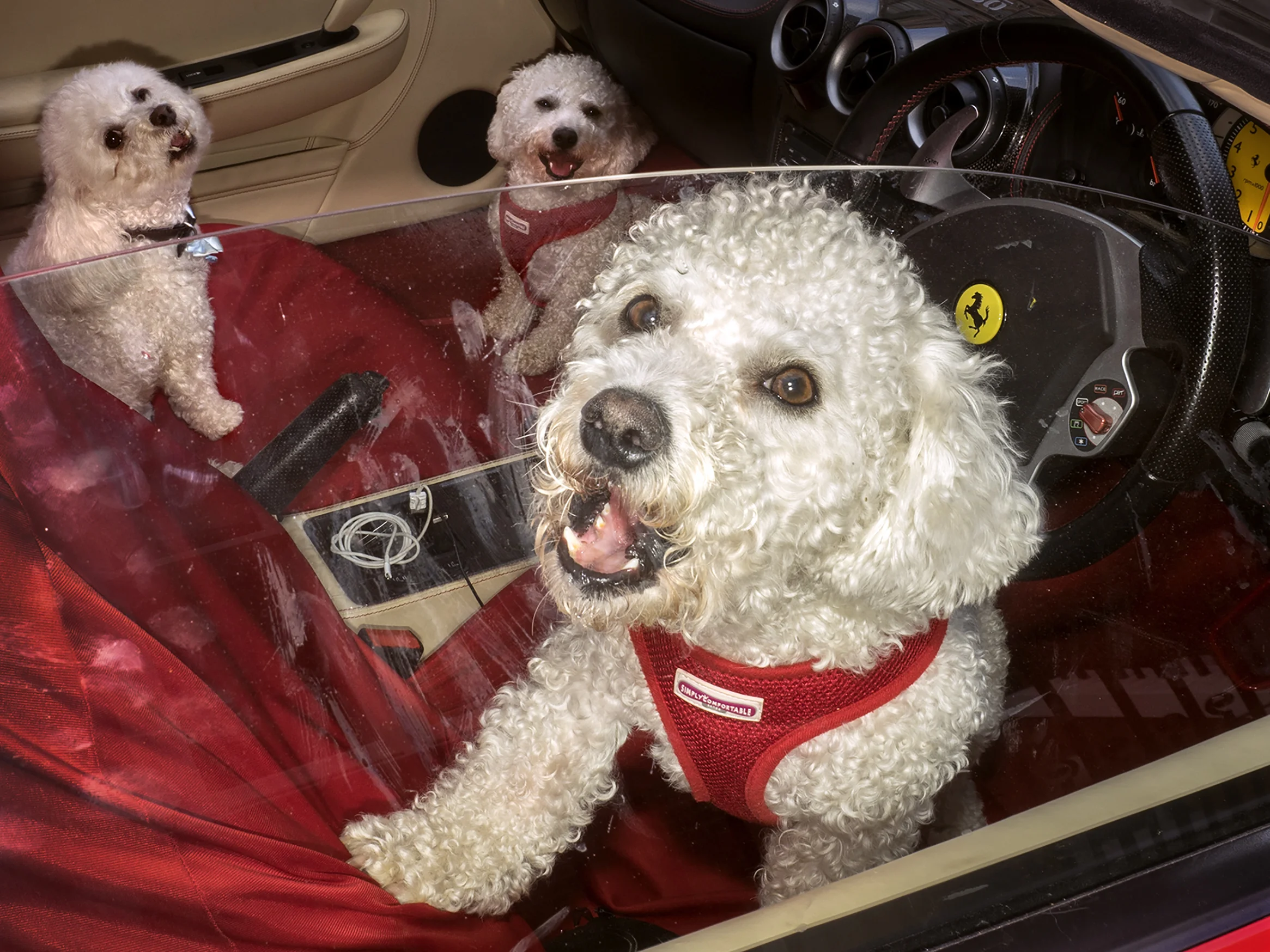 Dougie Wallace - Harrodsburg Dogs.jpg