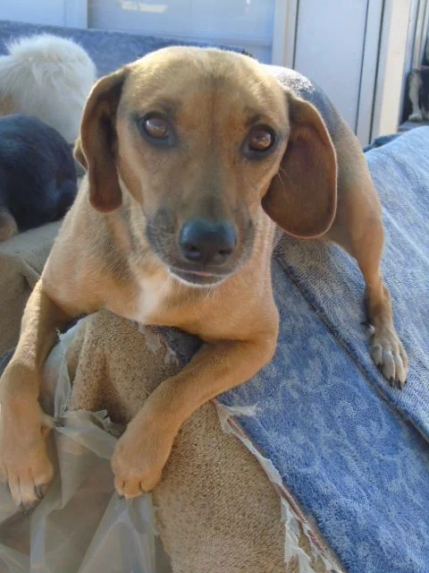 Pia