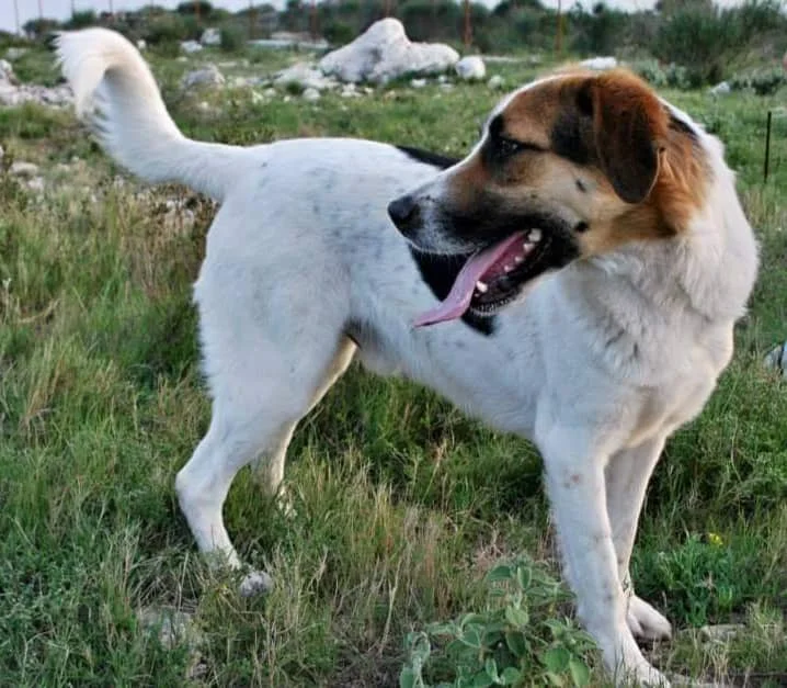 Bobi