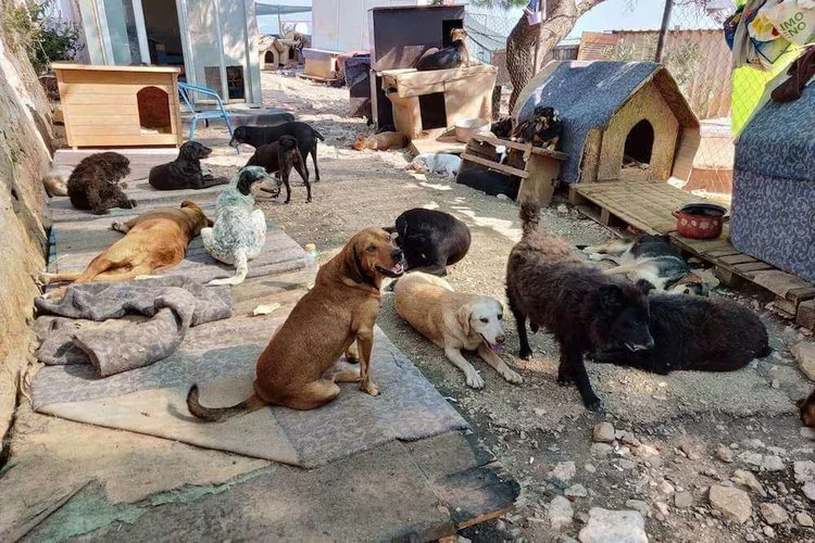 Dogs at the shelter