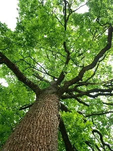 A-tree-with-special-symbolism.jpg