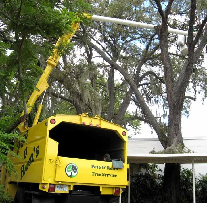 Equipment used for tree trimming maintenance services in Palm Harbor, FL