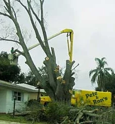 prtree-CraningPalm.jpg