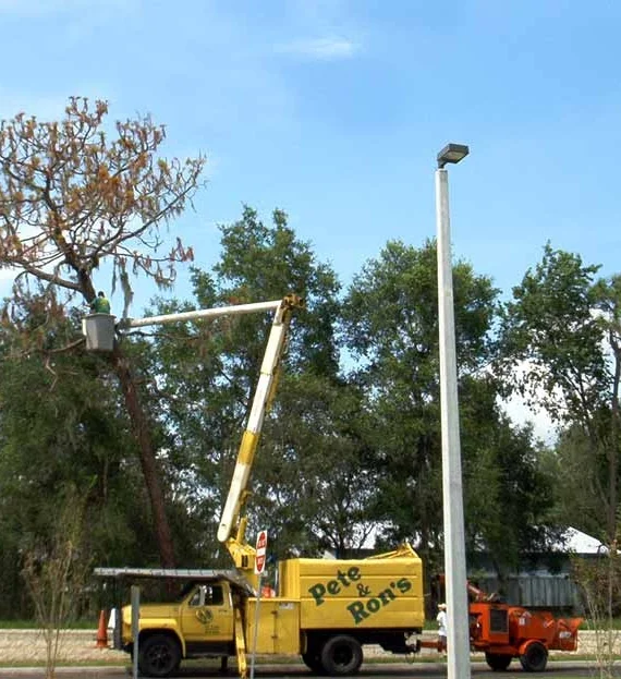 prtree-Bucket.jpg