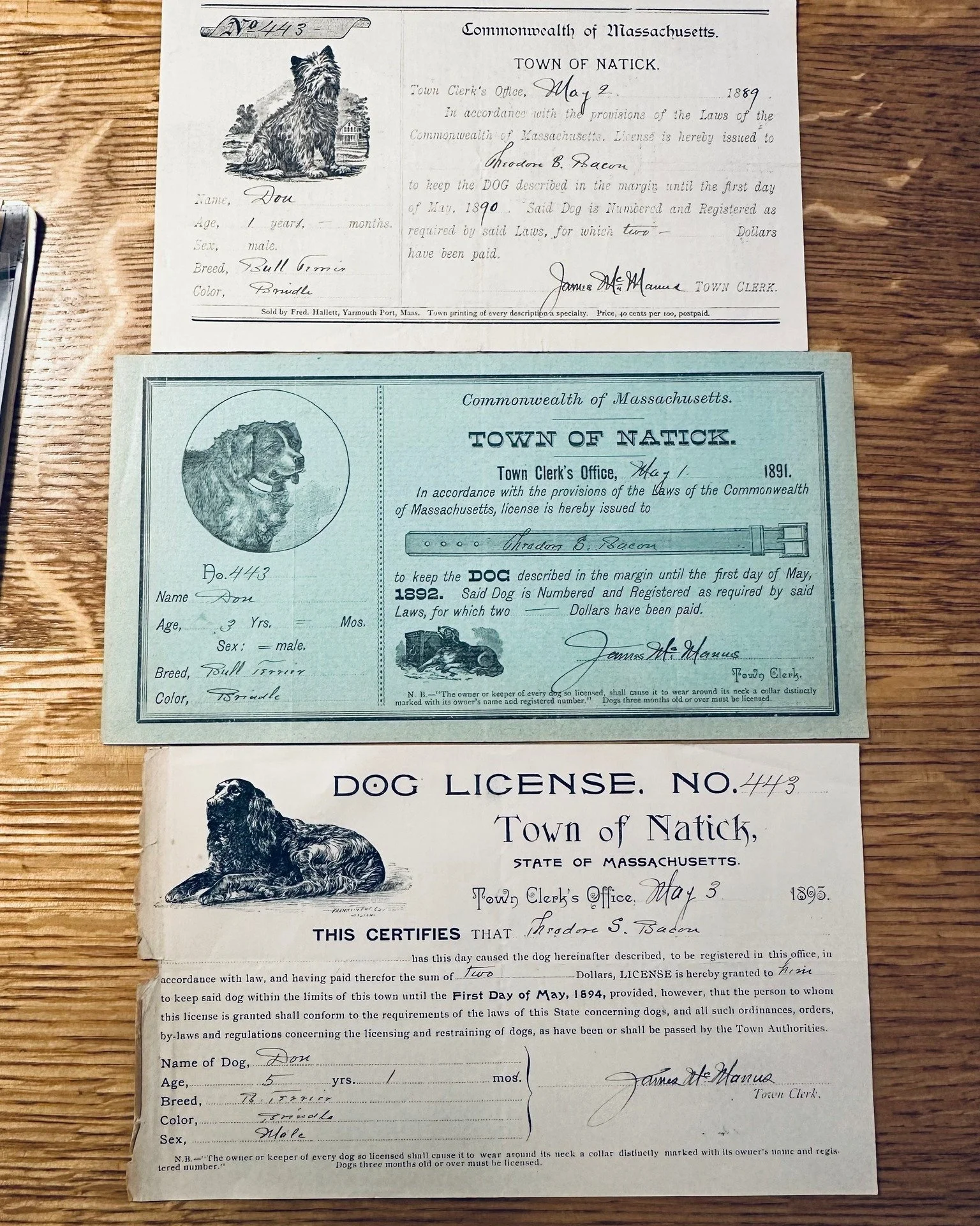 Meet Don, a brindle bull terrier who was faithfully licensed in Natick in 1889, 1891, and 1893&mdash;all under license No. 443. His owner, Theodore S. Bacon, paid the two-dollar fee each spring, and Town Clerk James McManus signed the papers. We love