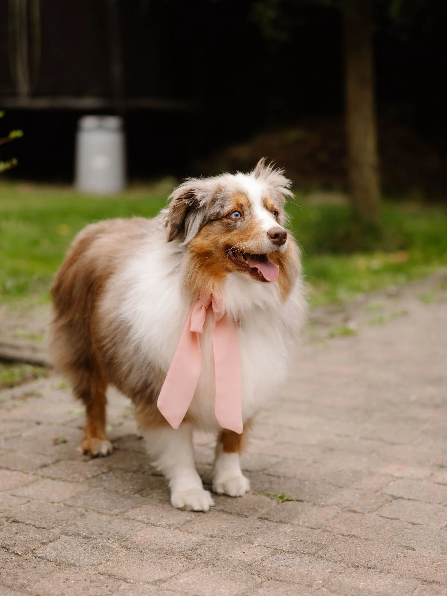 Jullie beste vriend mag uiteraard ook niet ontbreken voor jullie belangrijke dag. Maar wat als veel volk te druk is? Dan bekijken wij wat er mogelijk is om toch een paar foto's met jullie viervoeter vast te leggen.
Wij zijn stiekem ook h&eacute;&eacu