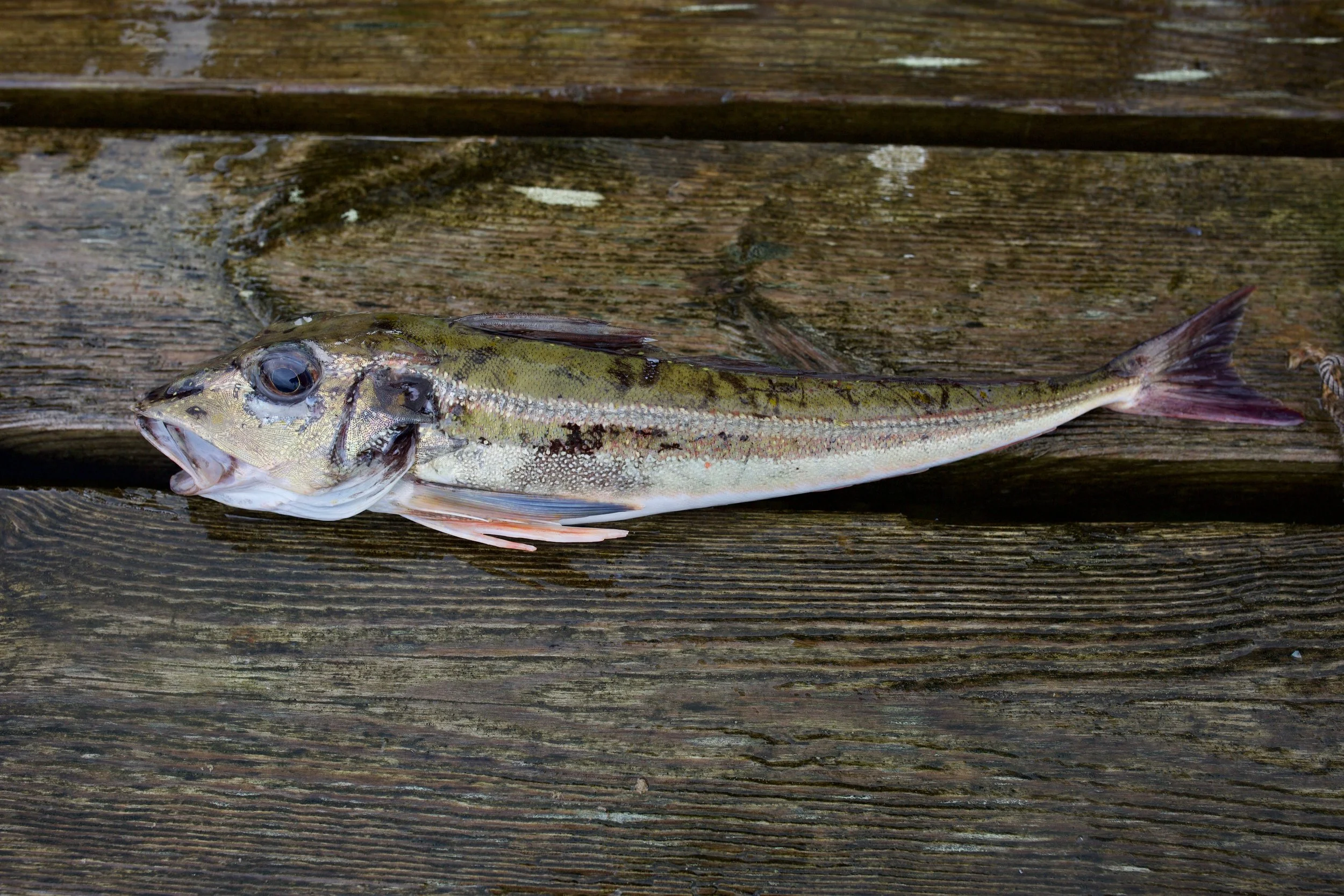 CB9A6282.jpg