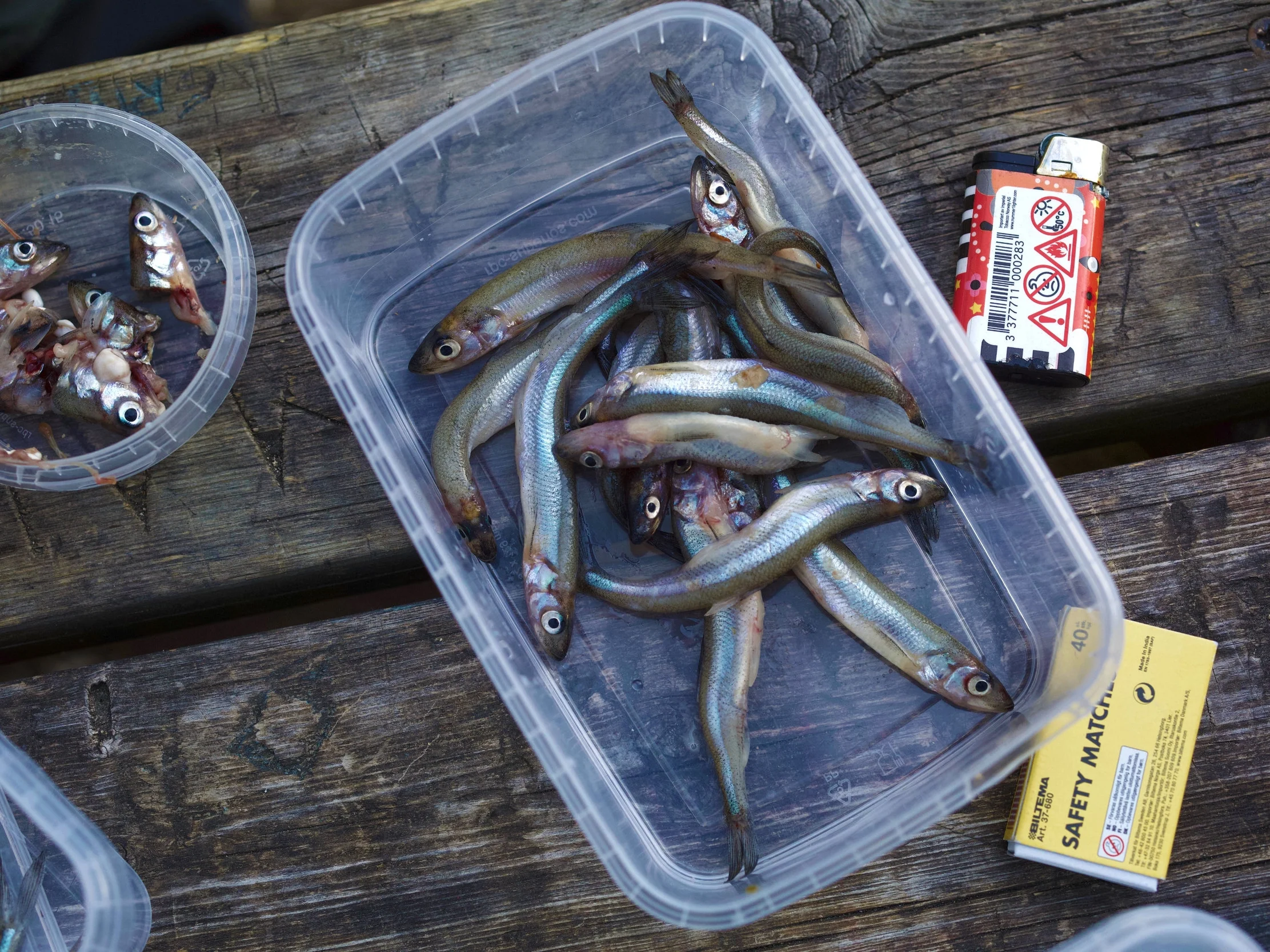 Om krøkle: Om krøkle: Krøkle er en fisk i loddefamilien, som er vanlig i Mjøsa, og blir der 9-10 cm lang. Krøkle er viktig næring for ørret, røye, abbor og gjedde. Lukter agurk, som forsvinner under steking. Viktig matfisk i Russland og Baltikum (kilde: SNL)