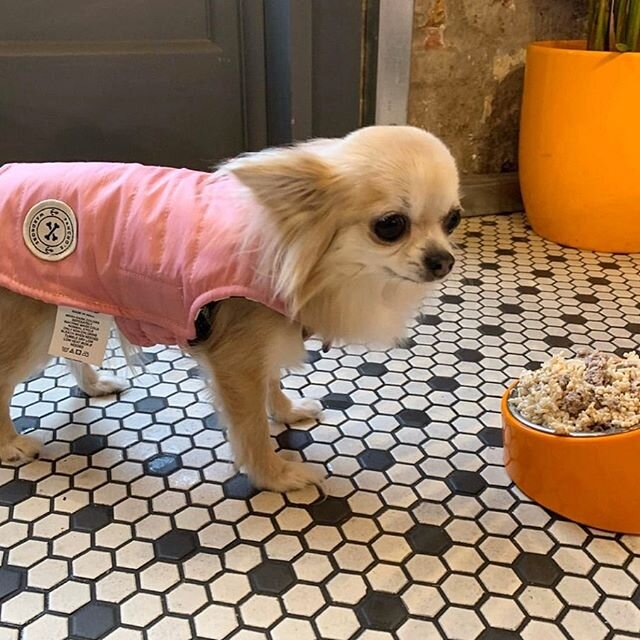 We love it when our regulars invite new friends along 🐶 Good to see you @bubblesblu and thanks for bringing Harley and RayRay to lunch 🤗 #petfriendly #bobslobster 📸: Bubblesblu Papa ❤️