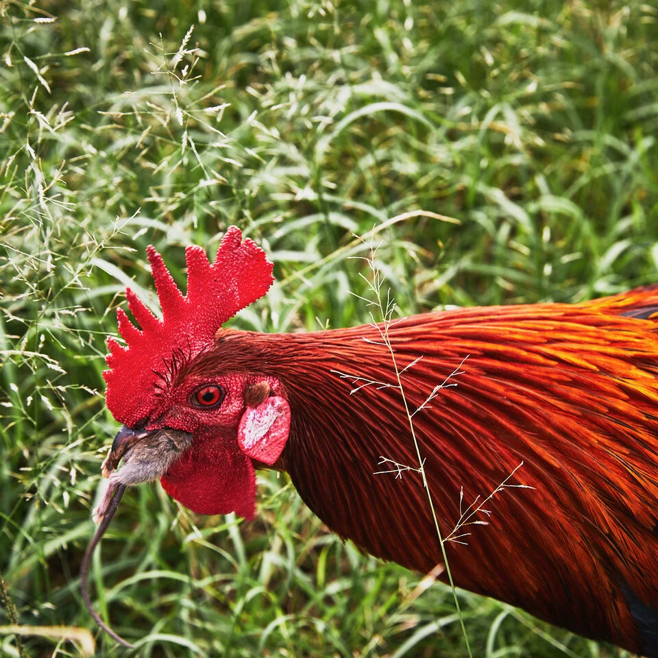 Von San Diego nach Hawaii &amp; in die Baja