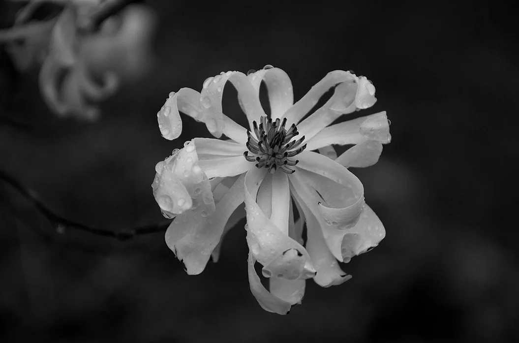  flower &amp; rain, 2022 