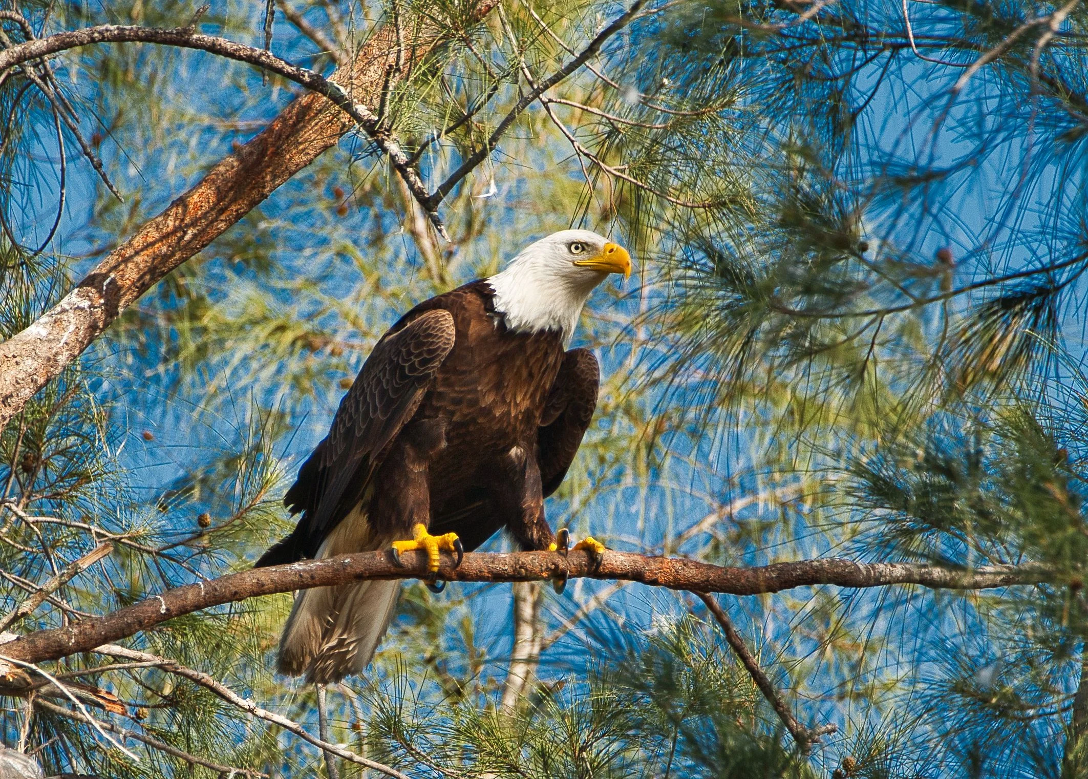 Bald Eagle