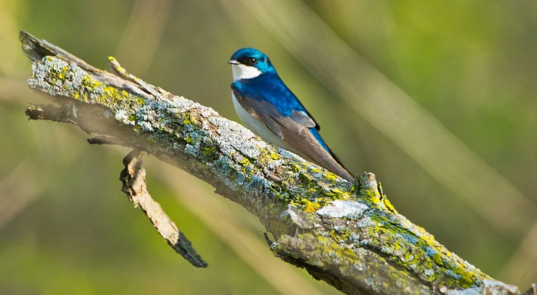 Tree Swallow