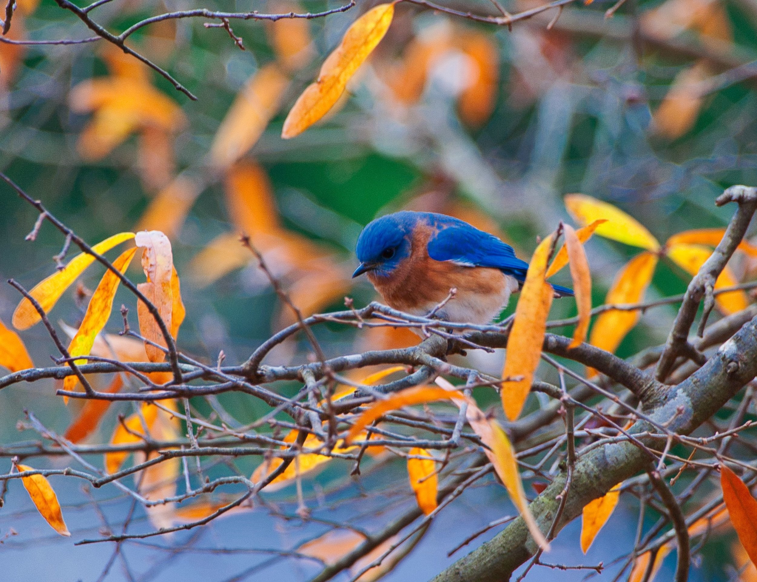 Eastern Bluebird