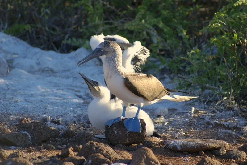 Blue-footed Booby and chick
