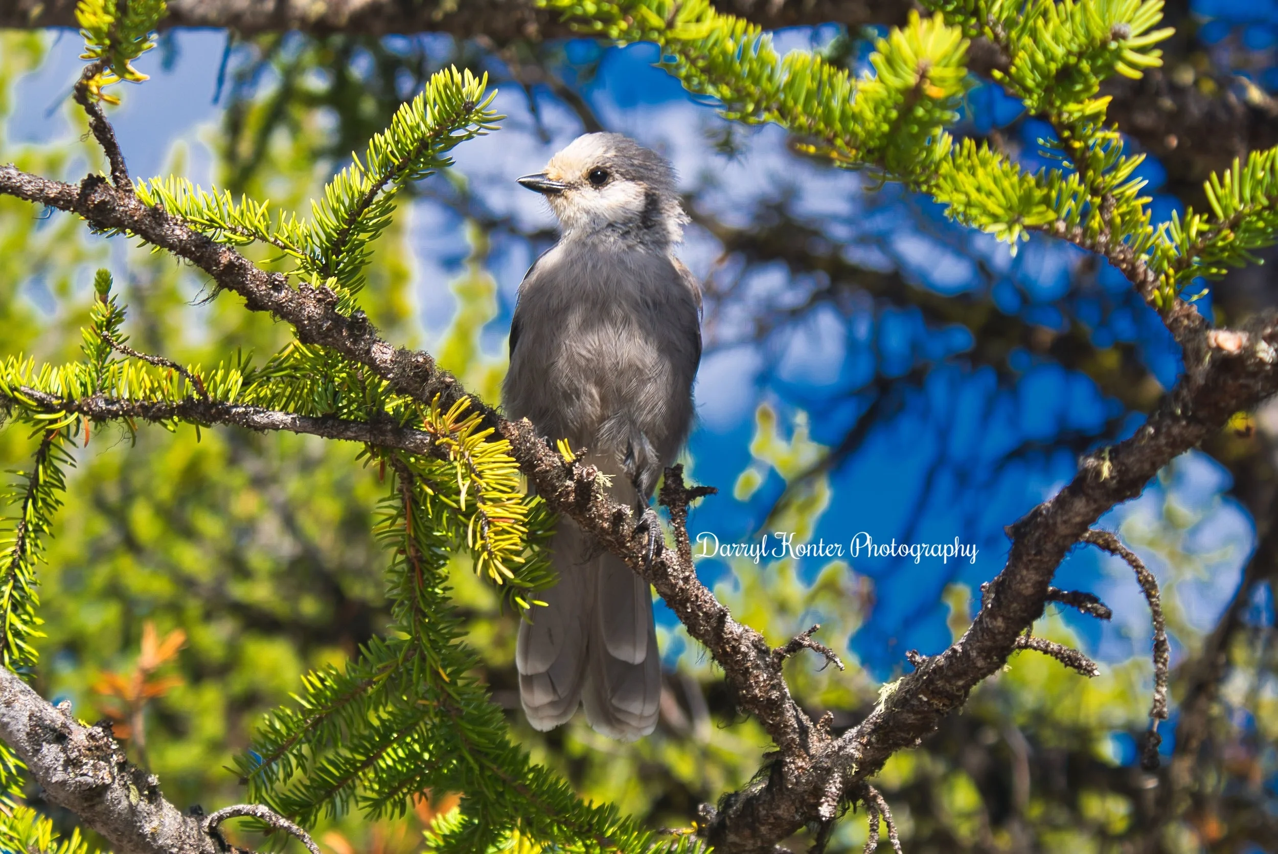 Clark's Nutcracker