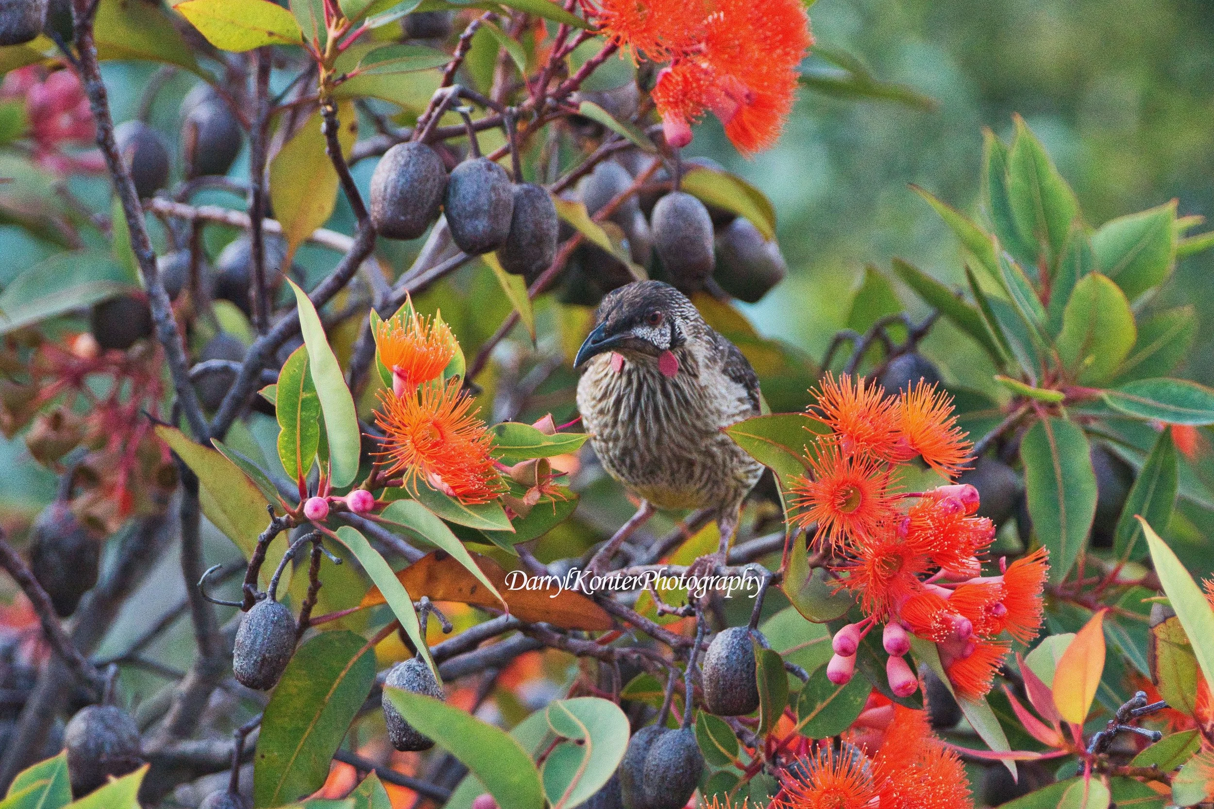 Red Wattlebird