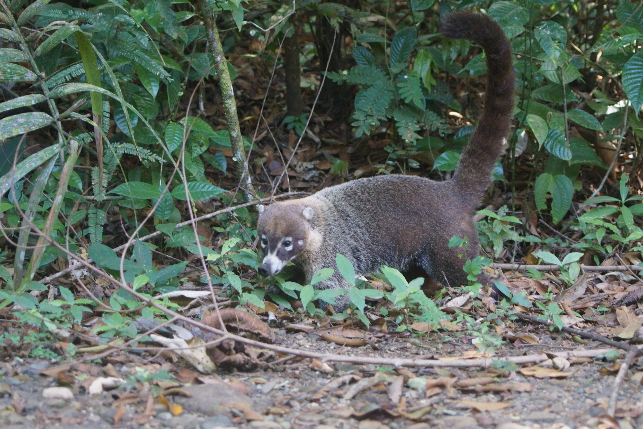 White-nosed Coati