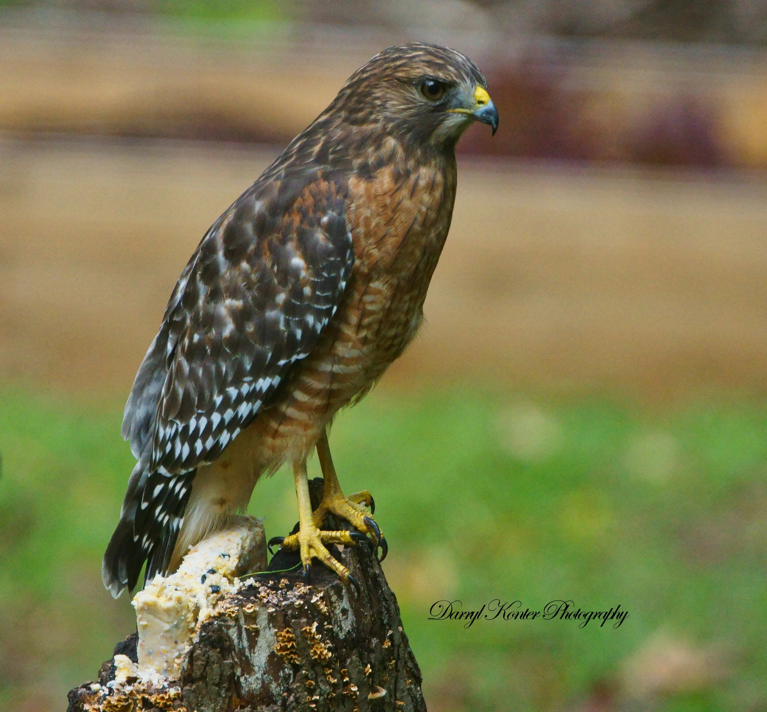 Red-shouldered Hawk