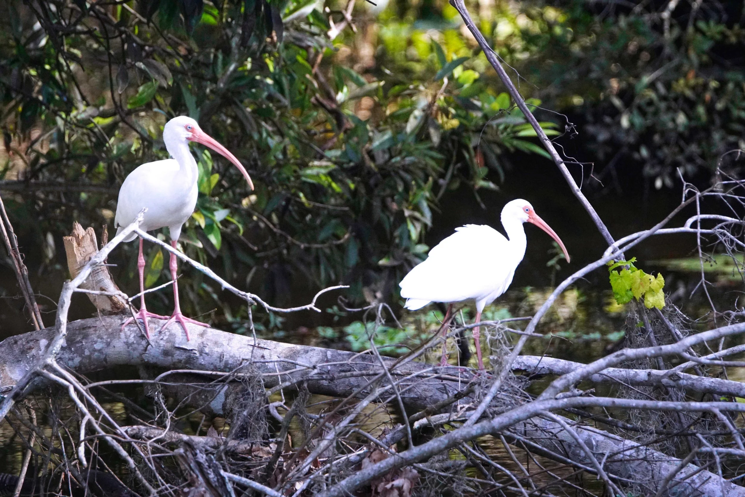 A pair of Ibises