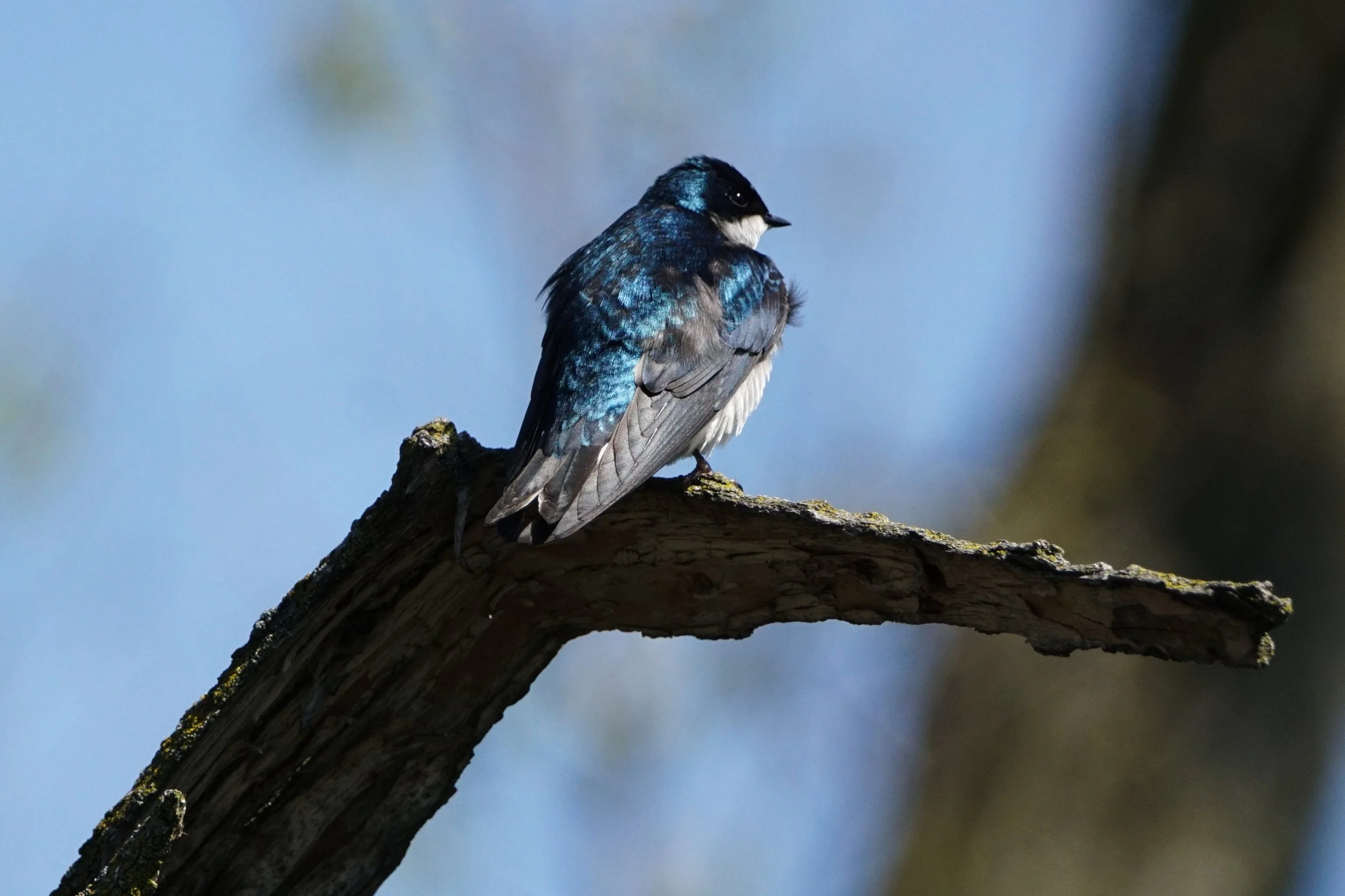 Tree Swallow