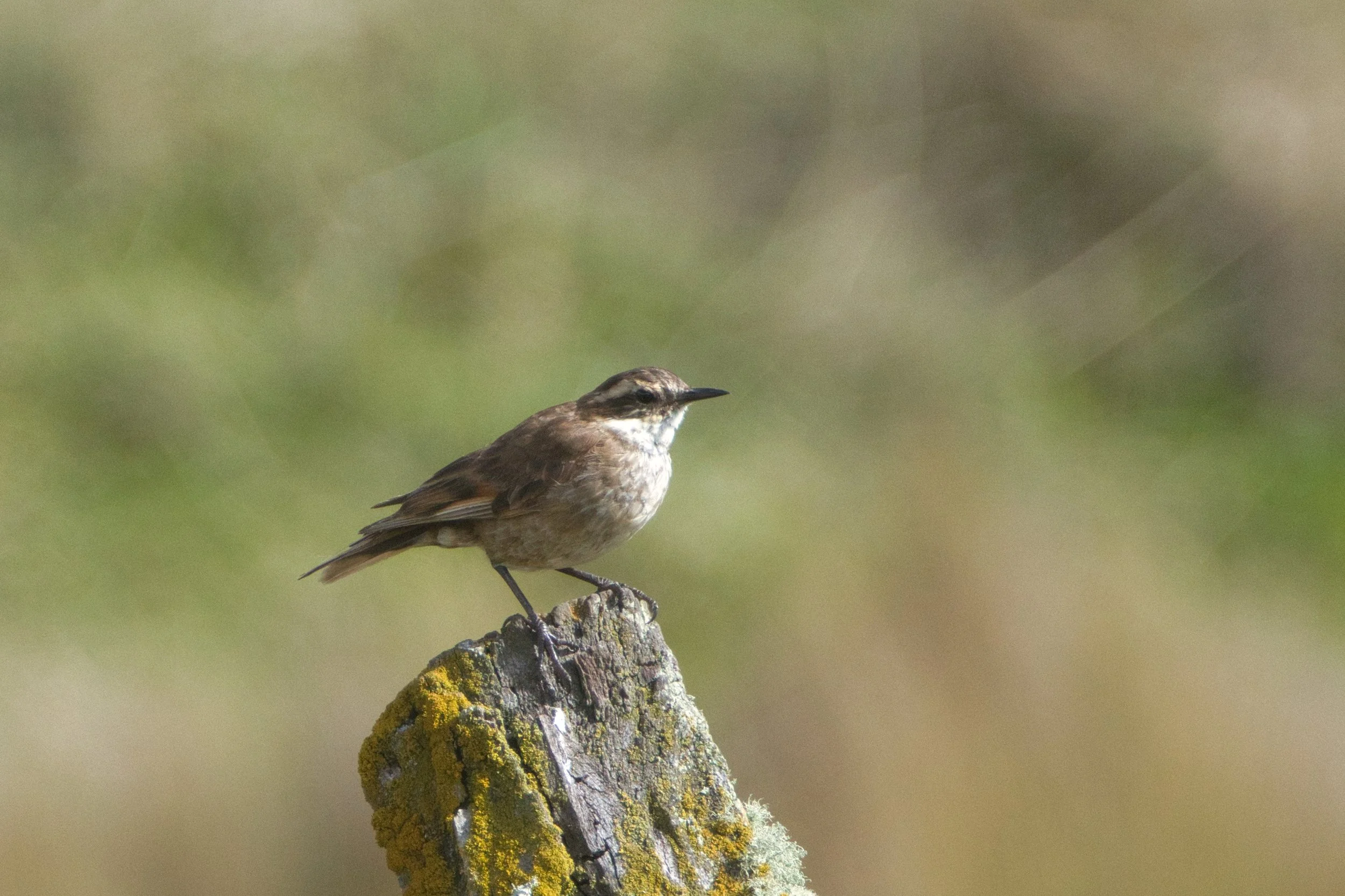 Chestnut-winged Cinclodes