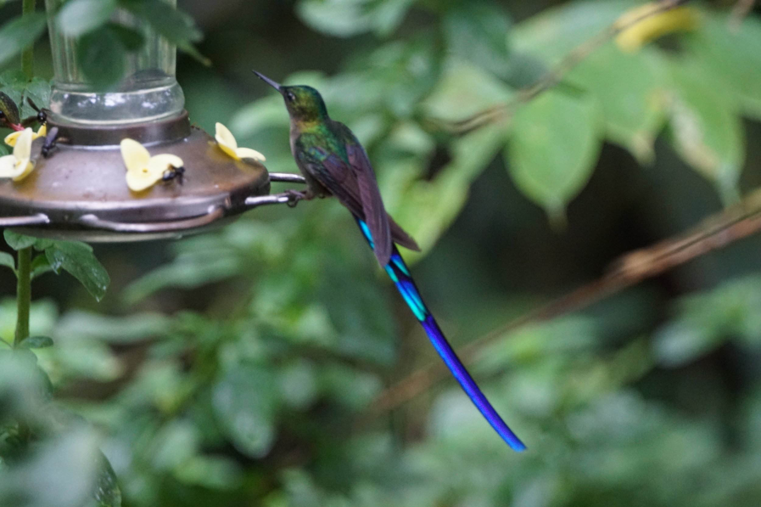 Violet-tailed Sylph