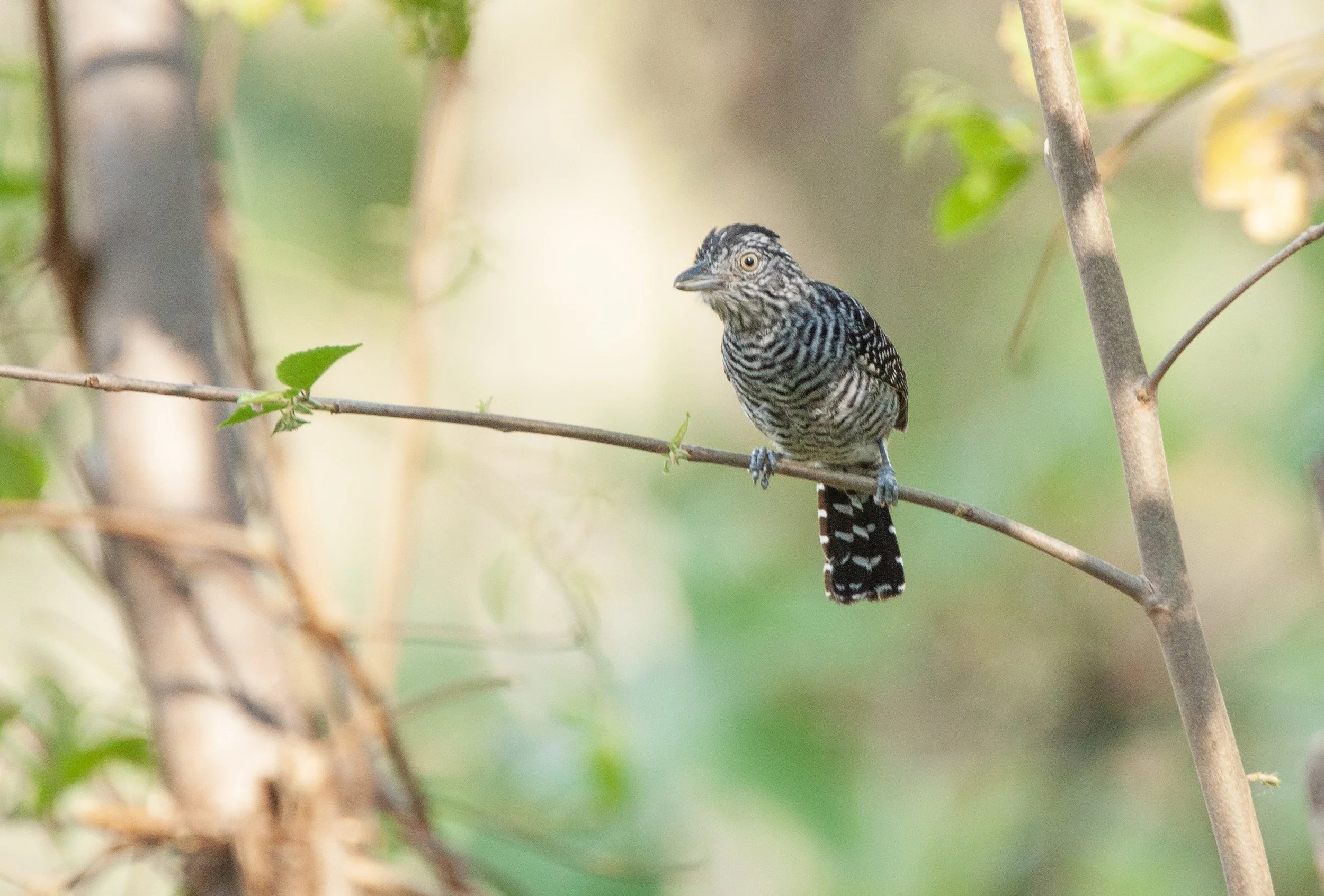 Barred Antshrike.jpg